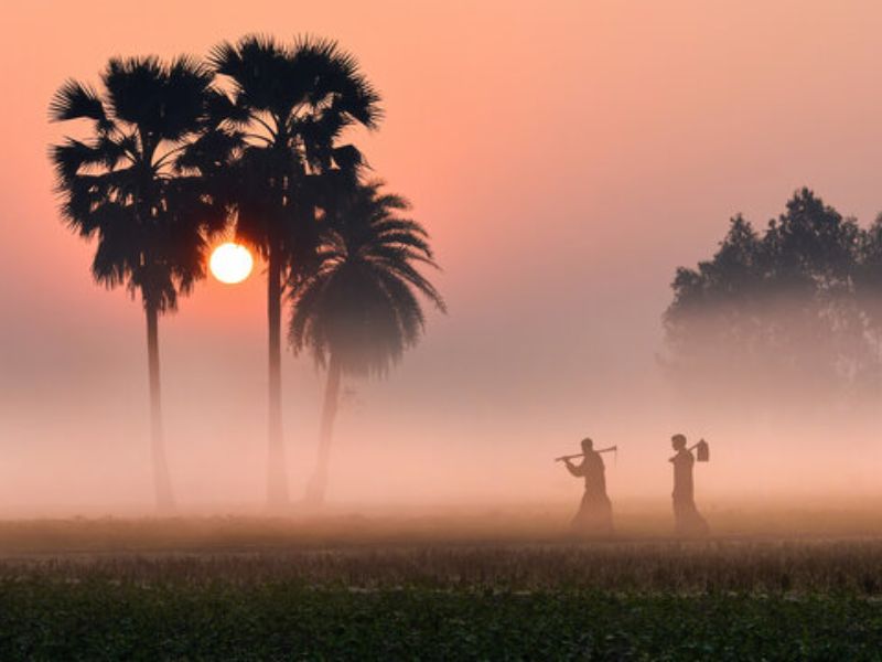 শীত কম, কৃষি ক্ষতির মুখে